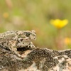 Sapo corredor <i>(Bufo calamita)</i>