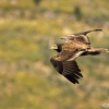 Joven Alimoche sobrevolando el paramo