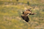 Joven Alimoche sobrevolando el paramo