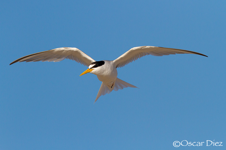 Little Tern in flight<i> (Sternula albifrons)</i>