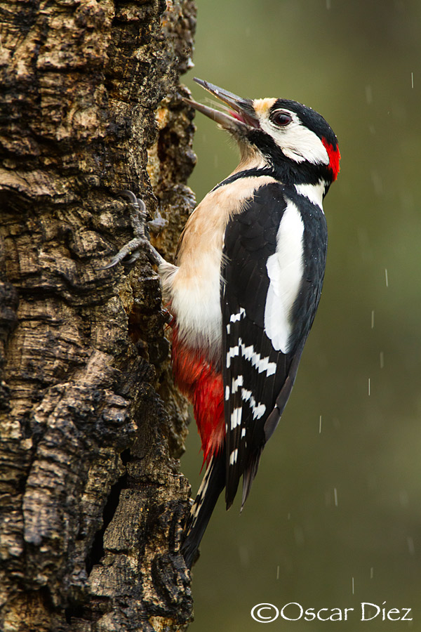 Great Spotted Woodpecker <i>(Dendrocopos major)</i>