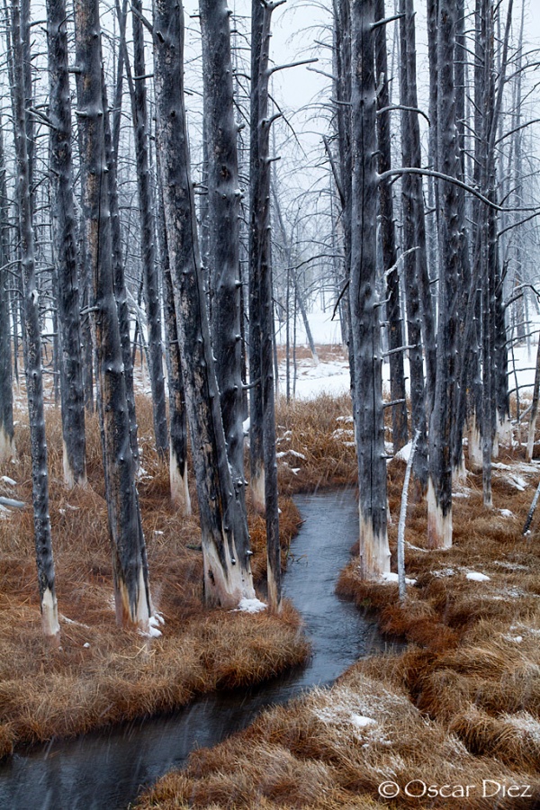 Nieva sobre el bosque muerto