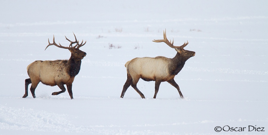 Elk the runn <i>(Cervus canadensis)</i>