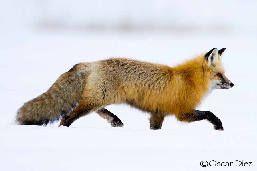 Red Fox <i>(Vulpes vulpes)</i>