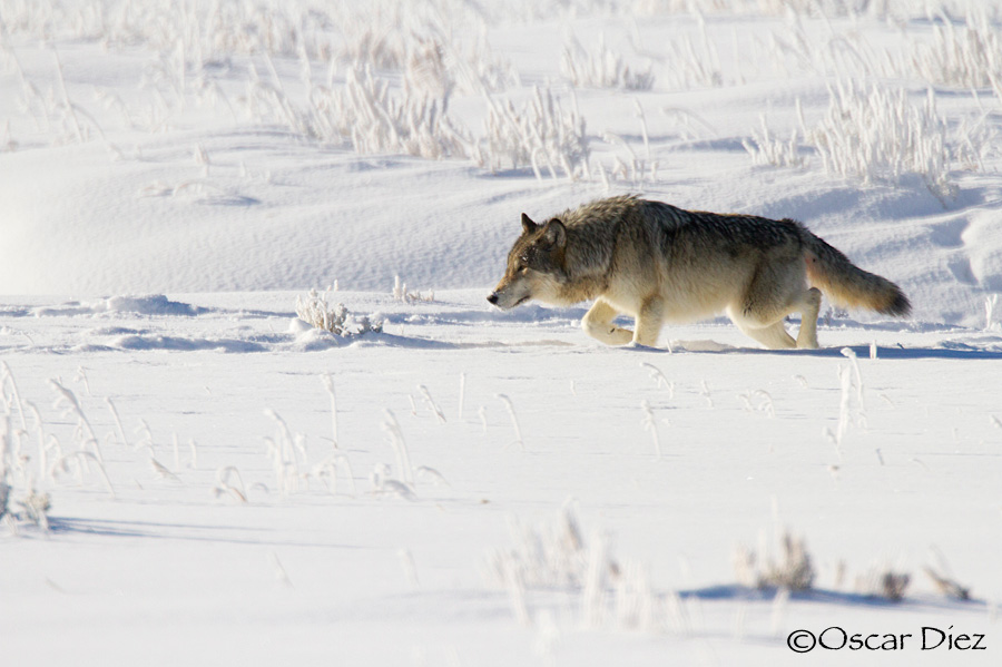 Gray Wolf on the run <i>(Canis lupus occidentalis)</I>