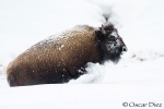 Bisonte corriendo en la nieve <i>(Bison Bison)</i>