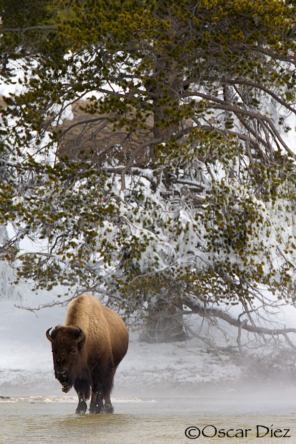 American Bison in the environment