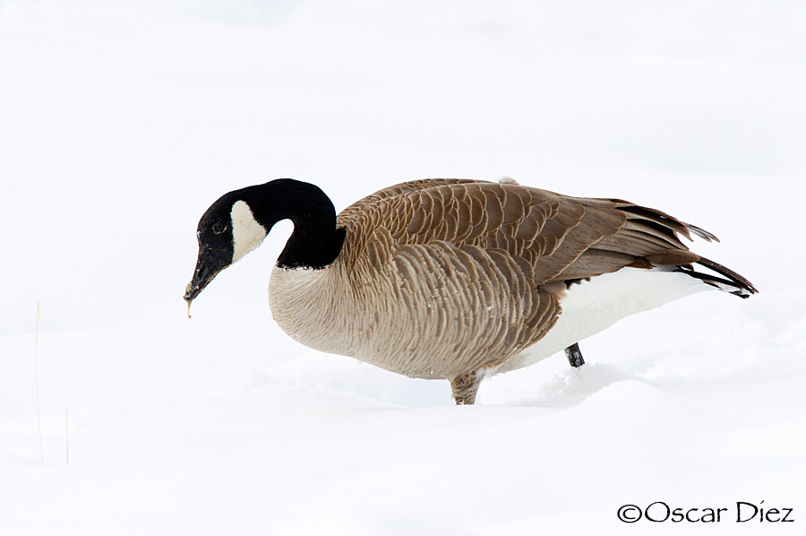 Canada Goose <i>(Branta canadensis)</i>