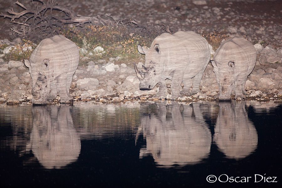 Family of white rhinos <i> (Ceratotherium simum)</i>