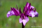 Orchis papilonacea