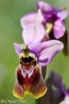Ophrys Tenthredinifera