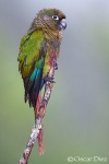 Maroon-bellied Parakeet <i>(Pyrrhura frontalis)</i>
