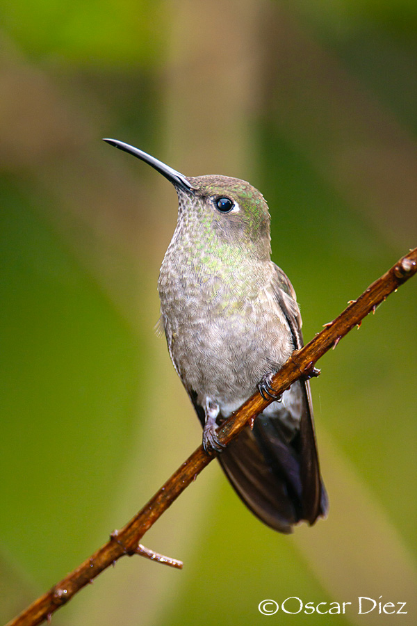 Sombre Hummingbird <i>(Aphantochroa cirrochloris)</i>