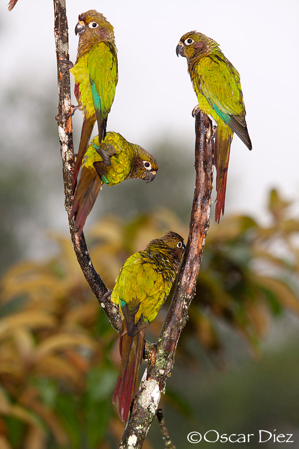 Group of Maroon-bellied Parakeet <i>(Pyrrhura frontalis)</i>