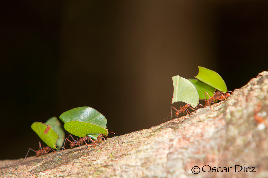 Leaf-cutting ant <i>(Atta)</i>