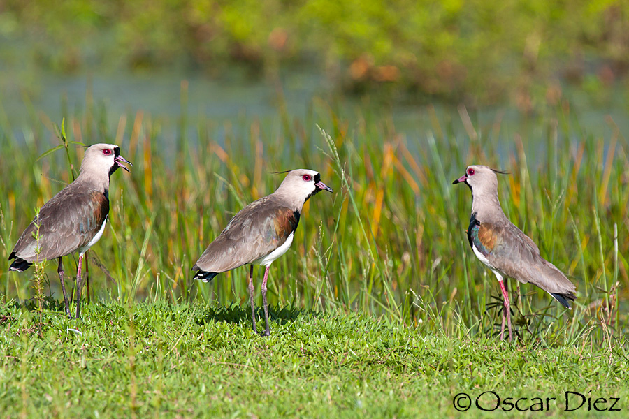 Southern Lapwing <i>(Vanellus chilensis)</i>