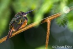 Jacamará coliverde <i>(Galbula ruficauda)</i>