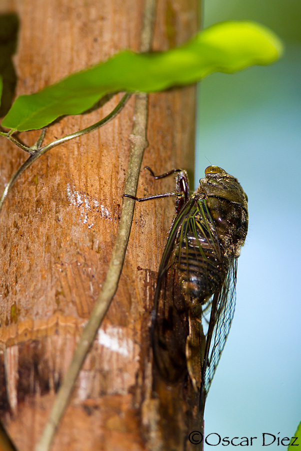 Cicada <i>(Cicadidae)</i>