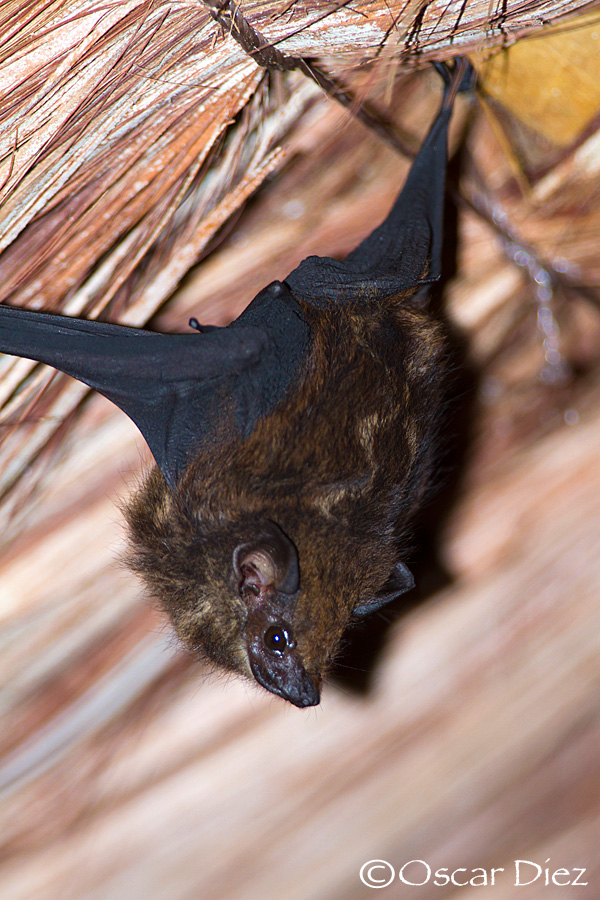 Chestnut Sac-winged Bat <i>(Saccopteryx bilineata)</i>