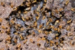 Tree termite <i>(Nasutitermes costalis)</i>