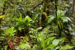 Increased plant biodiversity in the world