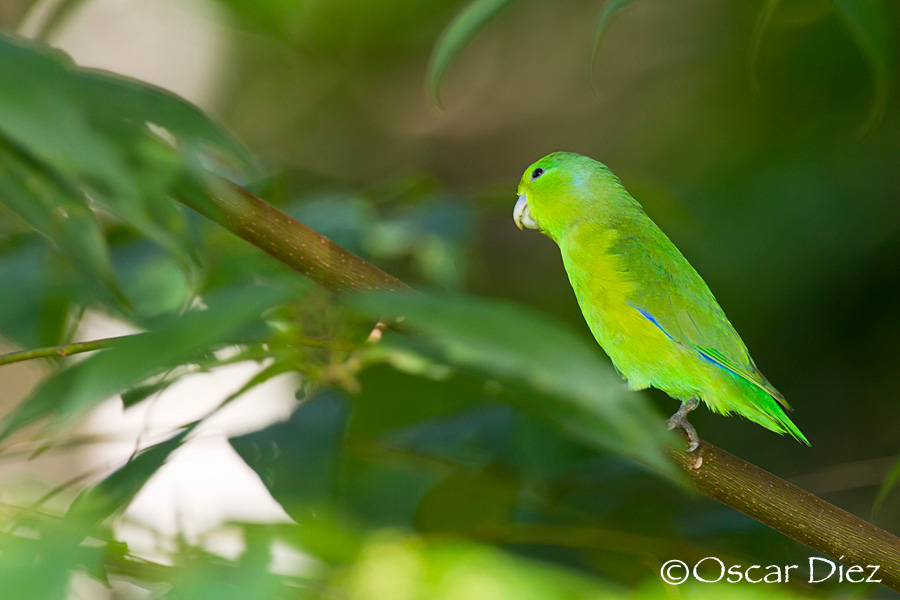 Blue-winged Parrotlet<i>(Forpus xanthopterygius)</i>