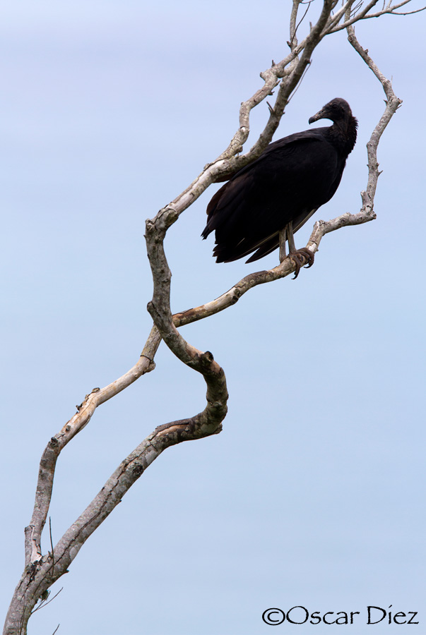 Black Vulture <i>(Coragyps atratus)</i>