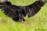 Flight Black Vulture <i>(Coragyps atratus)</i>