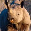Rinoceronte negro <i>(Diceros bicornis)</i>