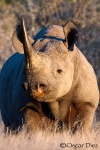 Black rhino <i>(Diceros bicornis)</i>