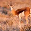 Springbok o gacela saltarina <i>(Antidorcas marsupialis)</i>