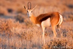 Springbok <i>(Antidorcas marsupialis)</i>