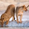 Leona y leon joven <i>(Panthera leo)</i>