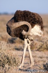 Ostrich <i>( Struthio camelus)</i>