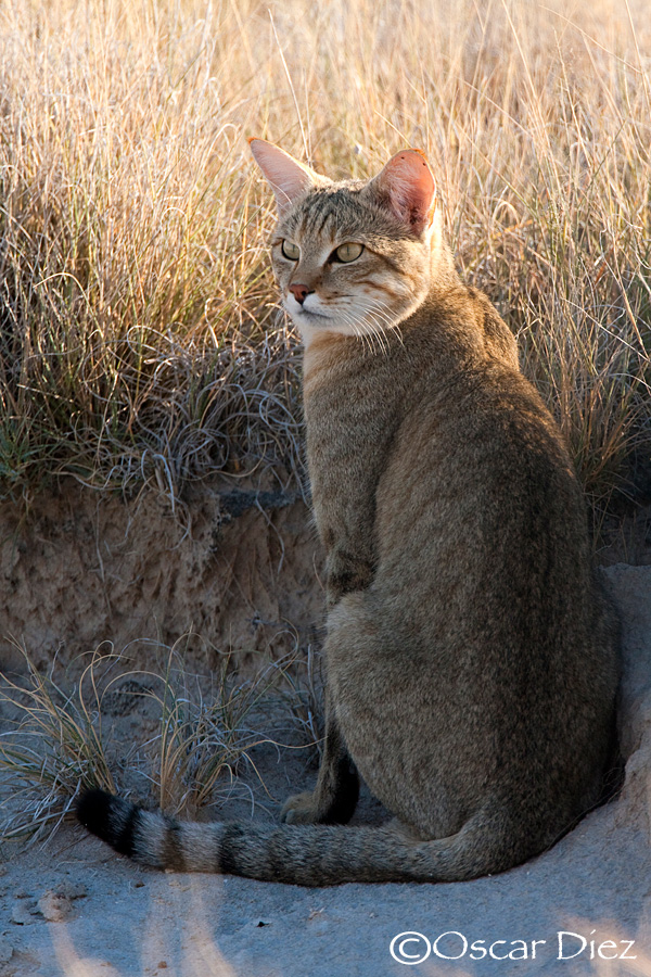 African wildcat <i>( Felis silvestris lybica)