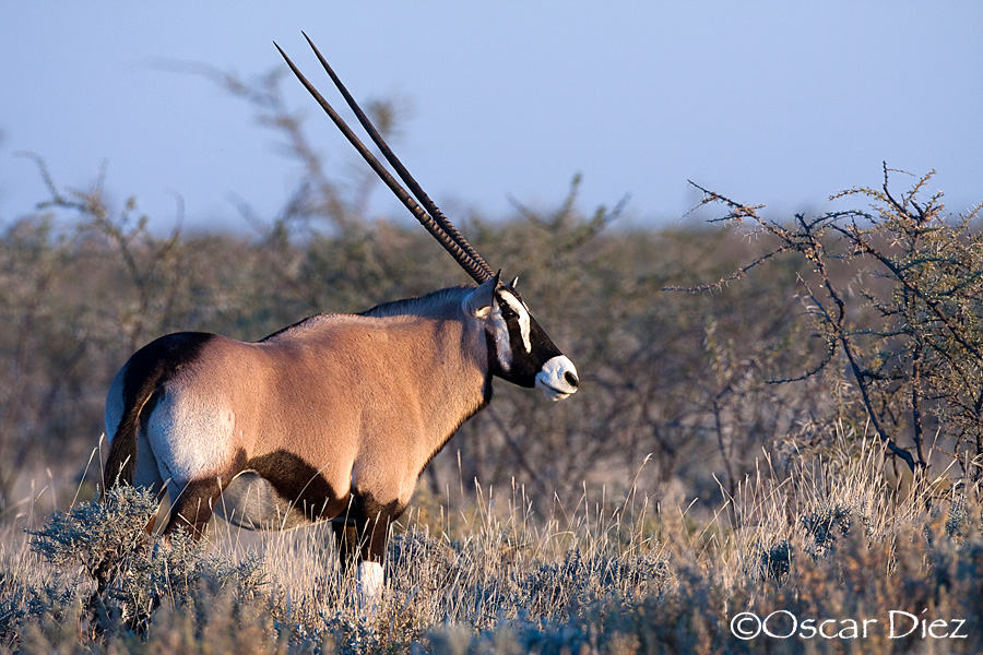 Oryx del cabo <i>( Oryx gazella)</i>
