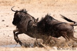 Fight Blue wildebeest <i>( Connochaetas taurinus)</i>