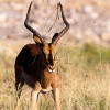 Impala <i>( Aepyceros melampus) </i>