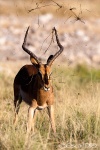 Blackfaced impala <i>( Aepyceros melampus) </i>