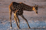 Jirafa <i>( Giraffa camelopardalis)</i>