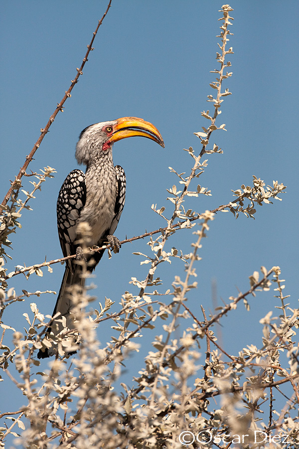 Southern yellow-biled hornbill <i>( Tockus leocumela)</i>