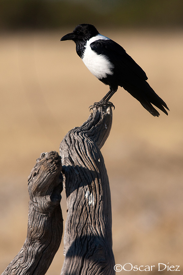 Pied crow <i>(Corvus alvbus)</i>