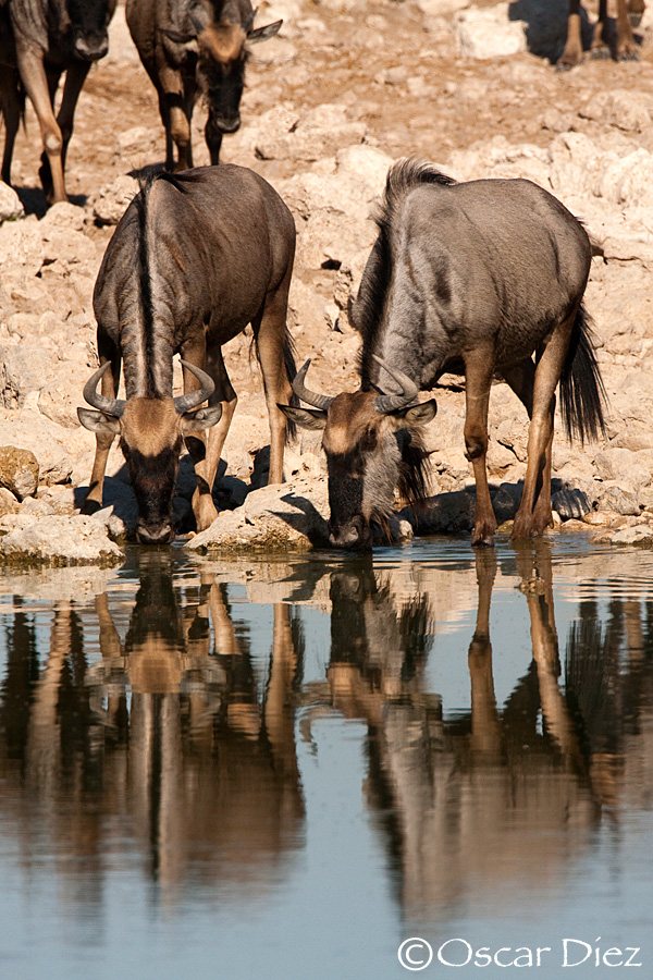 Blue wildebeest <i>( Connochaetas taurinus)</i>