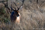 Steenbok <i>( Raphicerus campestris)</i>