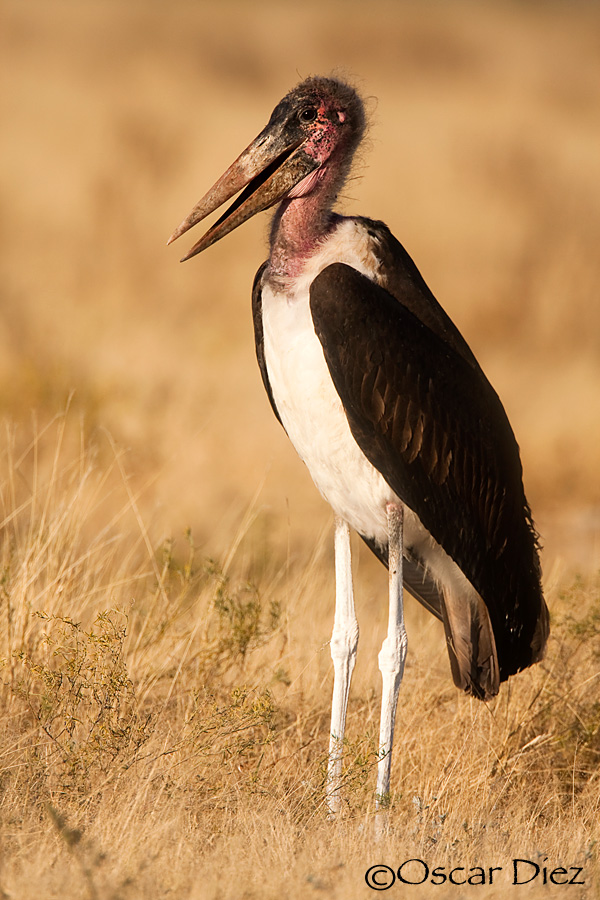 Marabou stork <i> (Leptoptilos cromeniferus)</i>