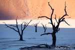 Galería: Sur de Namibia: Namib Naukluft  park y Spitzkoppe