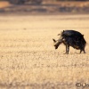 Hienas pardas a lo suyo <i>(Hyaena brunnea)</i>