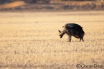 Brown hyaenas <i>(Hyaena brunnea)</i>