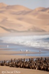 Cormoranes en la playa