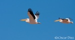Pelicano blanco <i>(Pelacanus onocrotalus)</i>